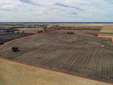 Farm For Sale - SA - Naracoorte - 5271 - Strong, Highly Productive Land with Bitumen Road Frontage  (Image 2)