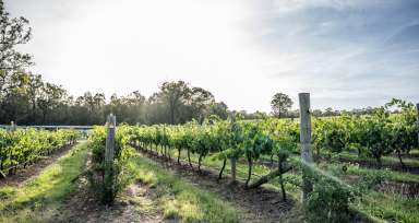 Farm For Sale - NSW - Pokolbin - 2320 - Vineyard Restaurant Tourism Winery: RIDGEVIEW ESTATE HUNTER VALLEY  (Image 2)