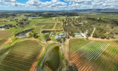 Farm For Sale - NSW - Pokolbin - 2320 - Vineyard Restaurant Tourism Winery  (Image 2)