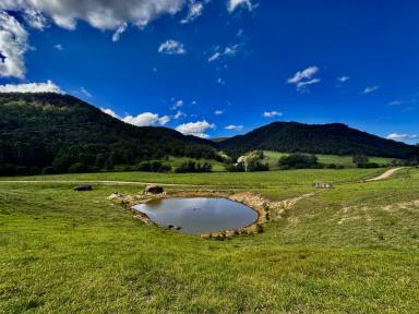 Farm For Sale - NSW - Laguna - 2325 - The Best of the Watagan Valley – Prime 108 Acres of Diverse Lush Pasture  (Image 2)
