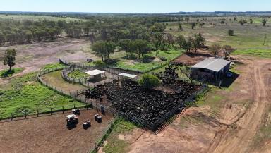 Farm For Sale - QLD - Roma - 4455 - Calf Factory / Backgrounder  (Image 2)