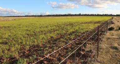 Farm For Sale - NSW - Parkes - 2870 - Farming or Lifestyle, this block has it all!  (Image 2)