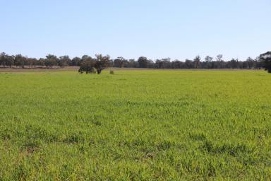 Farm For Sale - NSW - Parkes - 2870 - Farming or Lifestyle, this block has it all!  (Image 2)