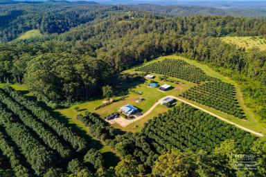 Farm For Sale - NSW - Cooperabung - 2441 - Paradise Found - Red Hill Avocado Farm ( 12.17 ha )  (Image 2)
