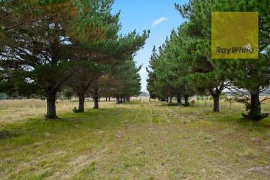 Farm For Sale - NSW - Goulburn - 2580 - Uninterrupted Northern Views!  (Image 2)