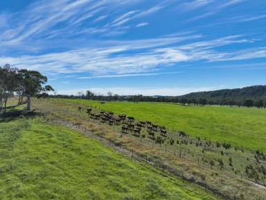 Farm For Sale - NSW - Paddys River - 2577 - Architectural Homestead, Agriculture & Pristine Nature  (Image 2)