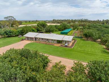 Farm Auction - VIC - Swan Hill - 3585 - "Gayton Grange" - Swan Hill Farm Lifestyle with Income  (Image 2)