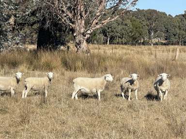 Farm For Sale - NSW - Lerida - 2581 - Super Value, $3,288 per acre.  (Image 2)