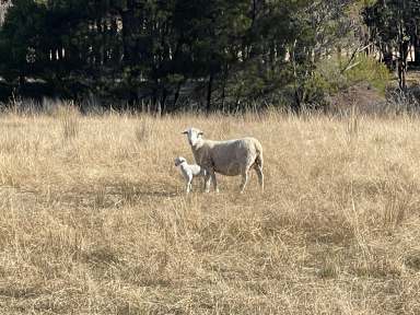 Farm For Sale - NSW - Lerida - 2581 - Super Value, $3,288 per acre.  (Image 2)