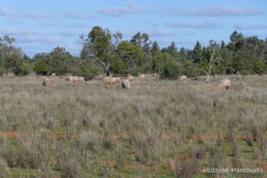 Farm Sold - NSW - Nymagee - 2831 - SHEARLEGS  (Image 2)