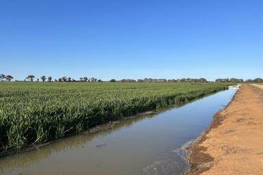 Farm For Sale - NSW - Blighty - 2713 - Fully Developed and Producing Irrigated Cropping Block.  (Image 2)
