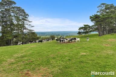 Farm For Sale - VIC - Mountain View - 3988 - 8.2 acres of Opportunity  (Image 2)