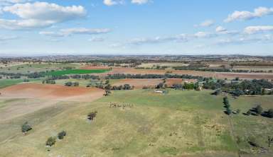 Farm For Sale - NSW - Harden - 2587 - Must Sell for Retirement Dream!  (Image 2)