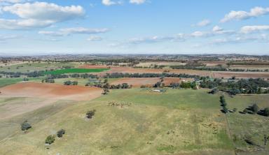 Farm Auction - NSW - Harden - 2587 - Must Sell for Retirement Dream!  (Image 2)