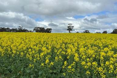 Farm For Sale - WA - Kendenup - 6323 - Classic Kendenup Country  (Image 2)