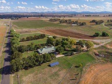 Farm For Sale - NSW - Attunga - 2345 - Exceptional Farming Estate with Airstrip in the Heart of Attunga  (Image 2)