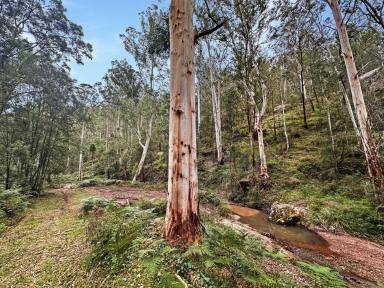 Farm For Sale - NSW - Paynes Crossing - 2325 - 80 Acres of Pristine Bushland  (Image 2)