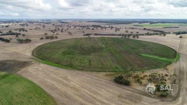 Farm For Sale - SA - Mingbool - 5291 - STRONG, HIGHLY PRODUCTIVE LAND WITH BITUMEN ROAD FRONTAGE AND SECONDARY ACCESS  (Image 2)