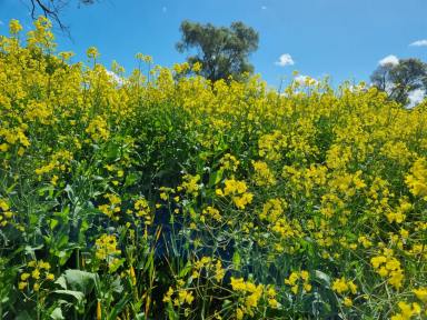 Farm For Sale - NSW - Tottenham - 2873 - Quality Affordable Cropping Country  (Image 2)