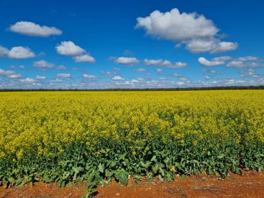 Farm For Sale - NSW - Tottenham - 2873 - Affordable quality Kurrajong Country  - Majority Cleared  (Image 2)