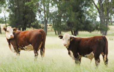 Farm Auction - QLD - Southwood - 4406 - First time offering of a well-established add on grazing block in the heart of the Western Downs  (Image 2)