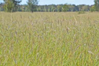 Farm Sold - QLD - Southwood - 4406 - First time offering of a well-established add on grazing block in the heart of the Western Downs  (Image 2)