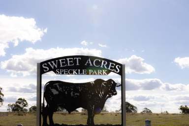 Farm For Sale - QLD - Peranga - 4352 - Superb Darling Downs Cattle Country  (Image 2)