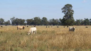 Farm For Sale - NSW - Dubbo - 2830 - Held In One Family Since 1924  (Image 2)