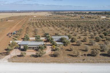 Farm For Sale - SA - Napperby - 5540 - Renovated Rural Gem: 5 Acres of Serene Bliss  (Image 2)