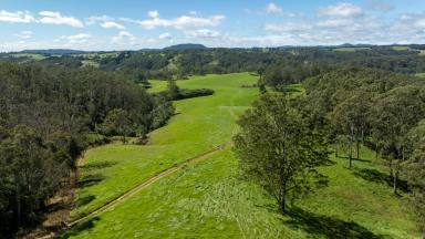 Farm For Sale - NSW - Dorrigo - 2453 - Large Scale Grazing with Excellent Pastures, Water & Infrastructure  (Image 2)