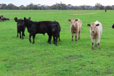 Farm For Sale - WA - West Pinjarra - 6208 - West Pinjarra Cattle Country 134.99 ha* (335.56 Ac*)  (Image 2)