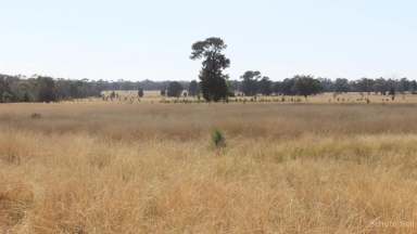 Farm For Sale - NSW - Tomingley - 2869 - Spring Paddock  (Image 2)