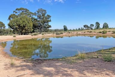 Farm For Sale - NSW - Tomingley - 2869 - Spring Paddock  (Image 2)