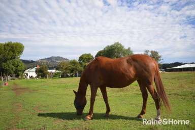 Farm Sold - NSW - Murrurundi - 2338 - COLONIAL COTTAGE with 2ac. horse paddock - NEW PRICE!  (Image 2)