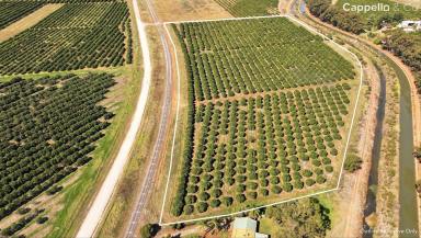 Farm For Sale - NSW - Tharbogang - 2680 - CITRUS ORCHARD ON THE EDGE OF GRIFFITH  (Image 2)