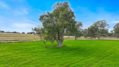 Farm For Sale - NSW - Duri - 2344 - PRIME LAND WITH ENDLESS POTENTIAL  (Image 2)