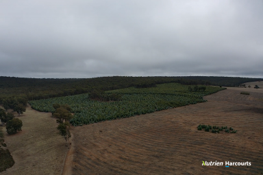 Farm For Sale - WA - Perup - 6258 - SCALE AND DIVERSITY IN PRIME SOUTH WEST WA.  (Image 2)