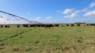 Farm For Sale - SA - Penola - 5277 - 'The Grass" EOI Due 20th June 2024  (Image 2)
