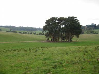 Farm For Sale - TAS - Irishtown - 7330 - Mixed Farming at Irishtown  (Image 2)