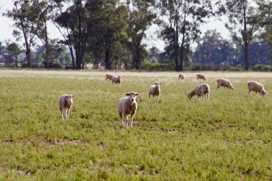 Farm For Sale - NSW - Gilgandra - 2827 - Quality Mixed Farming Asset  (Image 2)