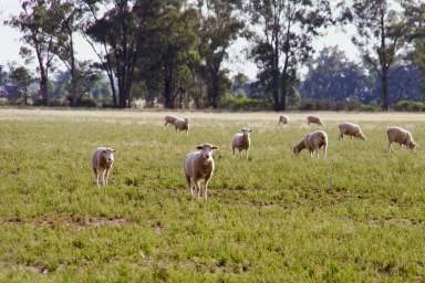 Farm For Sale - NSW - Gilgandra - 2827 - Quality Mixed Farming Asset  (Image 2)