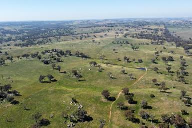Farm Auction - NSW - Young - 2594 - "Glensloy"  Production, Position and Potential!  (Image 2)