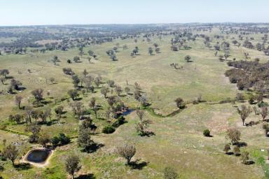 Farm Auction - NSW - Young - 2594 - "Glensloy"  Production, Position and Potential!  (Image 2)