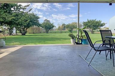 Farm For Sale - NSW - Narromine - 2821 - Peace, quiet and serenity on the edge of town  (Image 2)