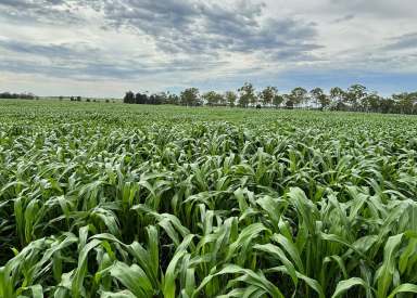 Farm For Sale - QLD - Monto - 4630 - Versatile, Highly Productive, Unlimited Water Supply & Fully Operational  (Image 2)