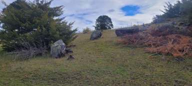 Farm For Sale - NSW - Adelong - 2729 - Land Sale in Adelong  (Image 2)