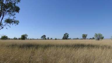 Farm For Sale - NSW - Warren - 2824 - Lower Macquarie Grazing Country  (Image 2)