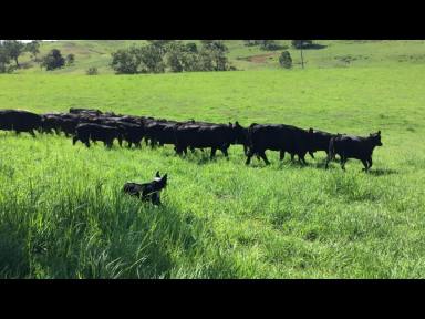 Farm For Sale - NSW - Kyogle - 2474 - LOCATED IN THE GOLDEN TRIANGLE  (Image 2)