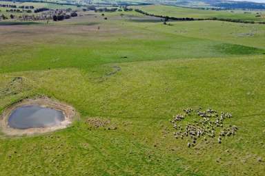 Farm For Sale - NSW - Boorowa - 2586 - High Productive Block  (Image 2)