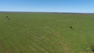 Farm For Sale - QLD - Roma - 4455 - Large Scale Breeding and Backgrounding  (Image 2)